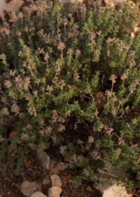 Thymus 'Pinewood'                         